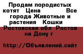 Продам породистых котят › Цена ­ 15 000 - Все города Животные и растения » Кошки   . Ростовская обл.,Ростов-на-Дону г.